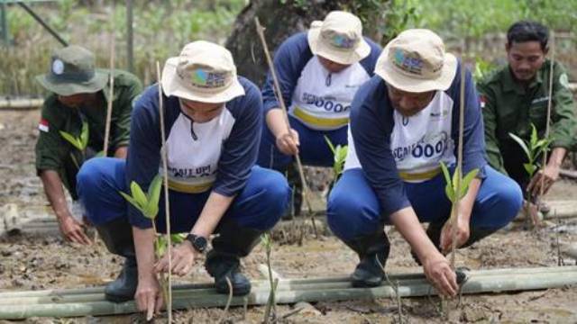 TANAM MANGROVE: Manajemen PT Asahimas Chemical bersama para pimpinan daerah dan masyarakat kembali menggalakkan penanaman mangrove, di area kawasan Pantai Desa Ujung Jaya, Sumur, Kabupaten Pandeglang, Selasa (7/2).