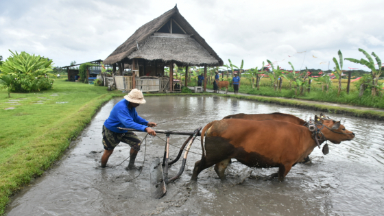 DESA BUDAYA : Kegiatan edukasi budaya pertanian di Desa Budaya Kesiman Kertalangu, Denpasar Timur, Minggu (5/2).Agung Bayu/Bali Express