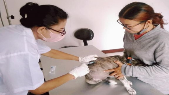 GRATIS : Pelayanan di Mangupura Vet Care kepada hewan peliharaan masyarakat secara gratis, Senin (13/2). Ist