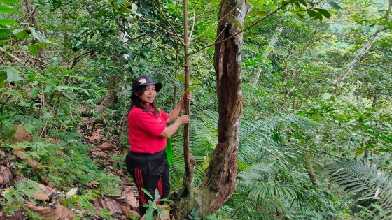 BAHAN OBAT: Pohon Kayu Jelema di hutan Desa Panji Anom. Pohon ini kerap dicari kulitnya untuk bahan obat. Dian Suryantini/Bali Express