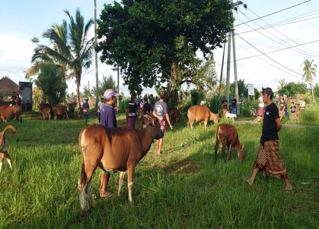 DILOMBAKAN :  Ternak sapi di Gianyar. (ISTIMEWA)