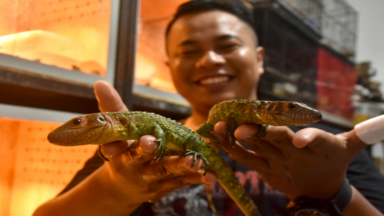 FANTASTIS : Caiman Lizard yang harga jualnya sangat fantastis. Ciri fisiknya juga hampir mirip dengan buaya. Agung Bayu/Bali Express