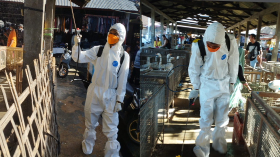 SPRAYING : Petugas Dinas Pertanian & Pangan Badung melakukan spraying desinfektan di Pasar Hewan Beringkit, Minggu (5/3). Ist