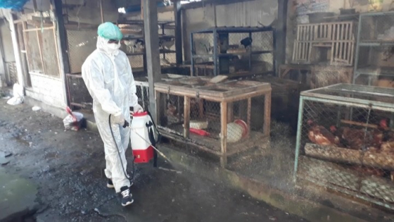 SEMPROT : Petugas melakukan spraying desinfektan di sejumlah kandang ayam sementara di Pasar Inpres Negara, Jumat (10/3). Gde Riantory/Bali Express