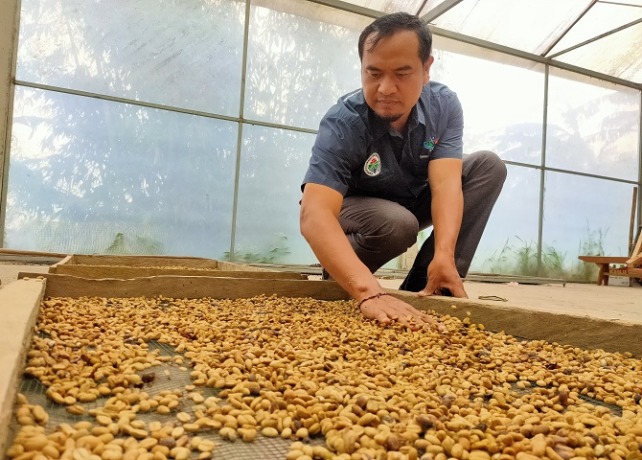 MENURUN : Made Darsana sedang mengeringkan biji kopi pada green house yang dimiliki oleh Bumdes Eka Giri desa Wanagiri, Kecamatan Sukasada, Buleleng. (DIAN SURYANTINI/BALI EXPRESS)