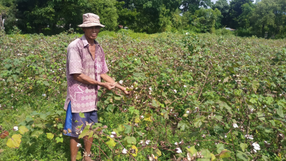KAPAS : Hasil produksi kapas milik I Gede Putra menurun karena sering di guyur hujan. I Wayan Adi Prabawa/Bali Express