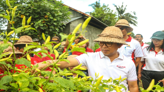 PANEN :  Sekda Badung Wayan Adi Arnawa saat panen cabai rawit di Subak Sengempel Desa Bongkasa, Kecamatan Abiansemal, Jumat (28/4). Prokompim Setda Badung for Bali Express