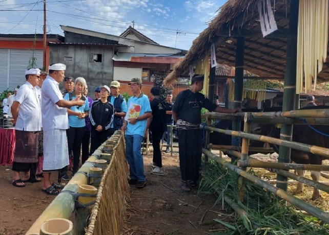 SAPI SEHAT : Lomba Sapi Bali Jantan Bibit serangkaian HUT Kota Gianyar ke-252, Selasa (4/4). (Humas Pemkab Gianyar for Bali Express)