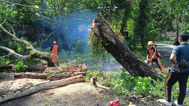 POHON TUMBANG: Penanganan pohon mahoni yang tumbang di alas Kedaton, Tabanan, Bali, Jumat (7/4). (ISTIMEWA)