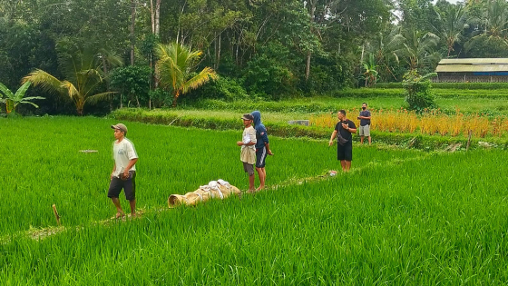 BELUM MAKSIMAL : Suasana di Subak Sembung di Kelurahan Peguyangan, Denpasar Utara. Agung Bayu /Bali Express