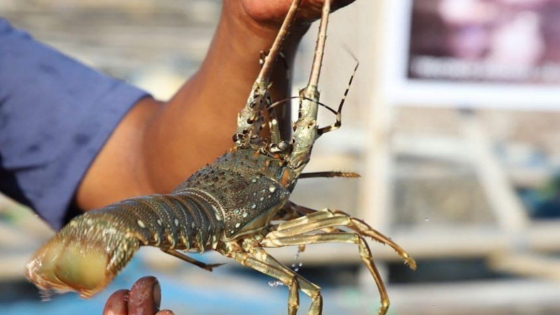 BELUM MAMPU : Lobster hasil tangkapan nelayan Tabanan belum mampu penuhi pasar lokal. Ist