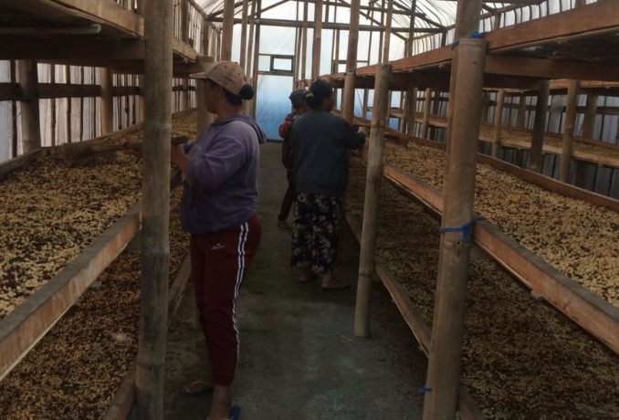 PENGERINGAN: Proses pengeringan Kopi Dadong di Dusun Pangkung, Desa Belantih, Kecamatan Kintamani, Bangli.  (Istimewa)