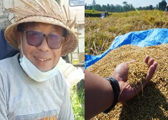 ORGANIK : I Made Mica (kiri). Panen padi organik di Subak Timbul, Desa Pupuan, Kecamatan Tegallalang, Rabu (24/5) (kanan). (ISTIMEWA)