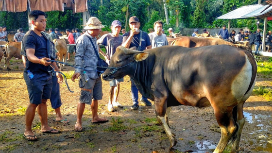 TRANSAKSI: Transaksi sapi di Pasar Hewan Bebandem ketika pasaran beberapa waktu lalu.