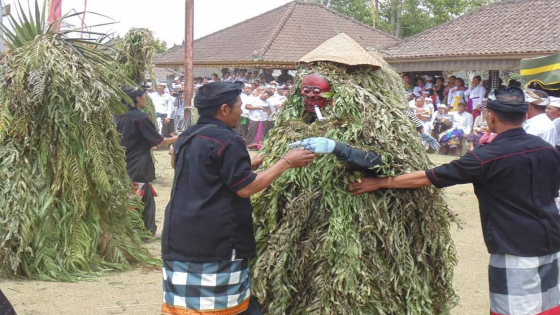 UNIK : Tari Mongah di Desa Adat Bunutin, Kecamatan Kintamani Bangli menggunakan busana dari dedaunan.  Ist
