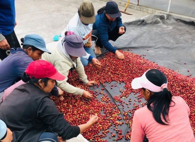 SORTIR: Sejumlah orang di Arca Kopi menyortir kopi sebelum diolah. (Instagram arca_magicbean)