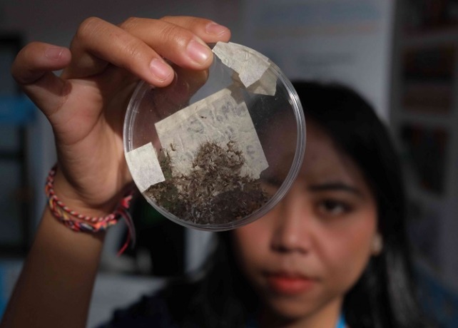 WOLBACHIA : Metode Wolbachia diperkenalkan untuk menekan kasus DBD di Kota Denpasar.