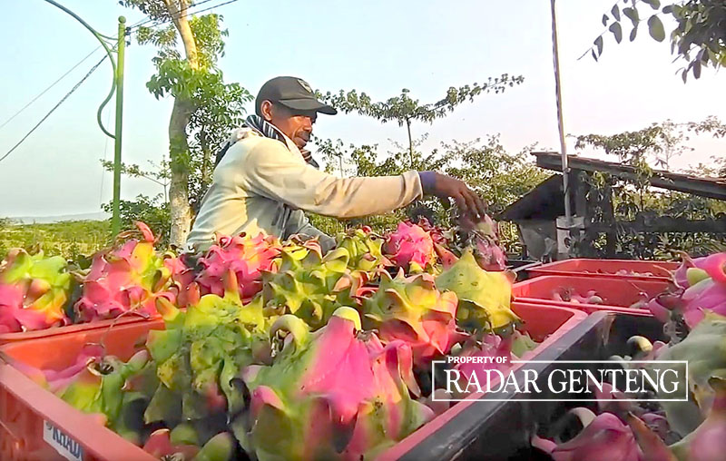 BIAYA MEMBENGKAK: Petani buah naga di Dusun Persen, Desa Kedungasri, Kecamatan Tegaldlimo Banyuwangi, memanen buah yang sudah matang, Minggu (29/10).