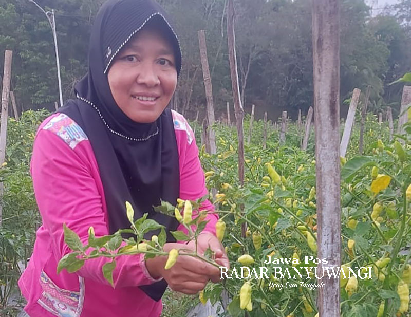 BERKAH KEMARAU: Hotimah memetik cabai rawit di wilayah Kecamatan Rogojampi, Banyuwangi, Senin (30/10).