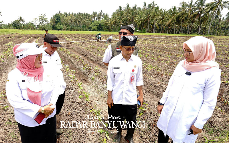 TERJUN LANGSUNG: Bupati Banyuwangi Ipuk Fiestiandani didampingi Kadis PU Pengairan Guntur Priambodo dan perwakilan Dispertan meninjau tanaman ketela rambat di Dusun Secawan, Desa Dadapan, Kabat.