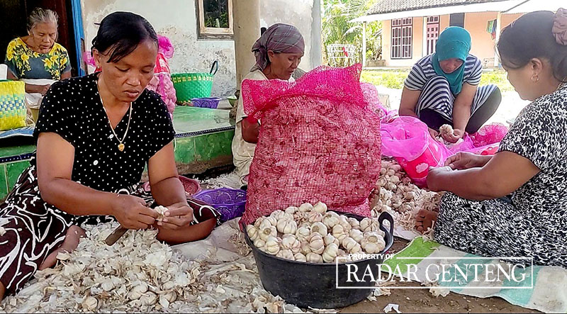 GUYUB: Warga di Dusun Karangrejo, Desa Karangsari, Kecamatan Sempu, Banyuwangi, mengupas bawang putih di rumah pedagang yang biasa menjual ke Pasar Genteng, Jumat (17/11).