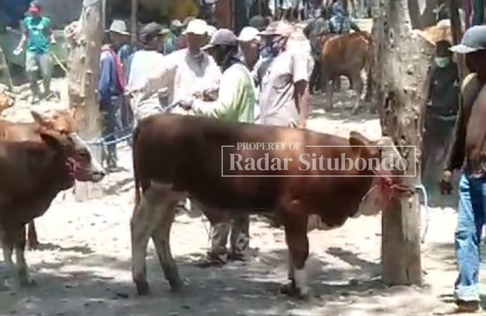 SAPI DIIKAT: Suasana pasar hewan Sabtuan di Desa Sumberkolak, Kecamatan Panarukan, belum lama ini.