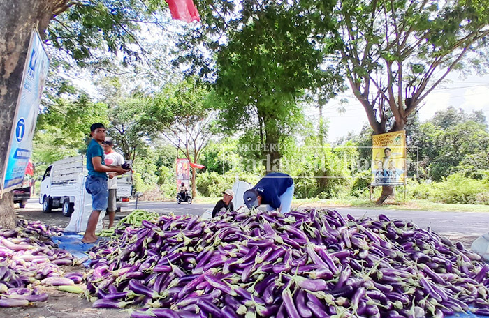HARGA ANJLOK: Pedagang sibuk menimbang terong di pinggir jalan pantura, Kecamatan Arjasa, kemarin (5/2).