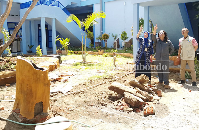 ANTISIPASI BENCANA: Ketua Fraksi Partai Demokrat, Janur Sastra Ananda didampingi kepala sekolah SMAN 1 Situbondo, Marta Mila Sughesti meninjau bekas pohon yang ditebang,Kamis (4/1) lalu.