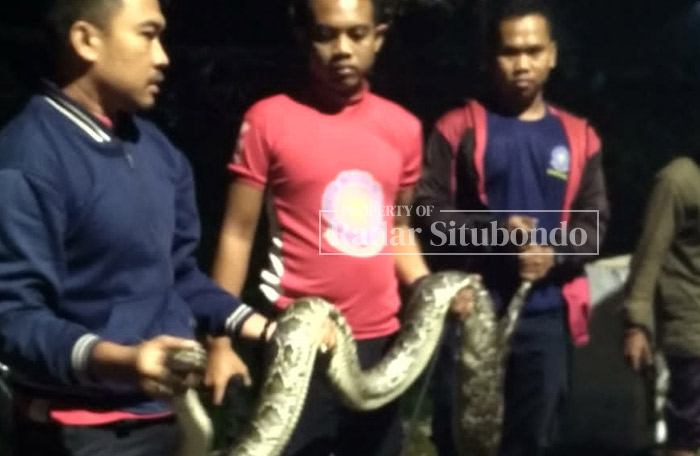 DIEVAKUASI: Petugas Damkar Situbondo memegang ular Sanca yang berhasil ditangkap di Puritama, Desa Sumberkolak, Kecamatan Pananrukan, Minggu malam (7/1).