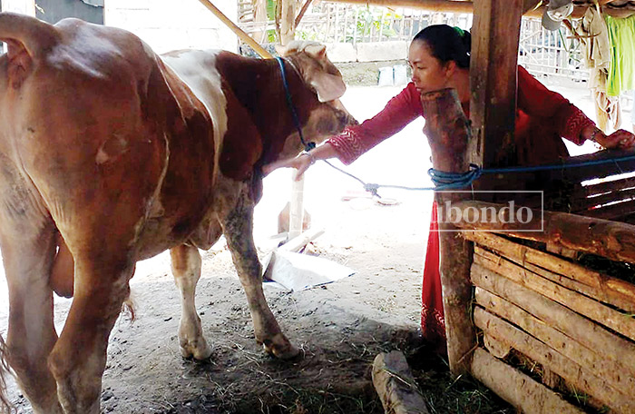 TERPAPAR PENYAKIT: Salah satu warga di Dusun Curah Saleh, Desa Seletreng, Kecamatan Kapongan, menunjukkan penyakit benjolan di kulit sapi, kemarin (25/1).