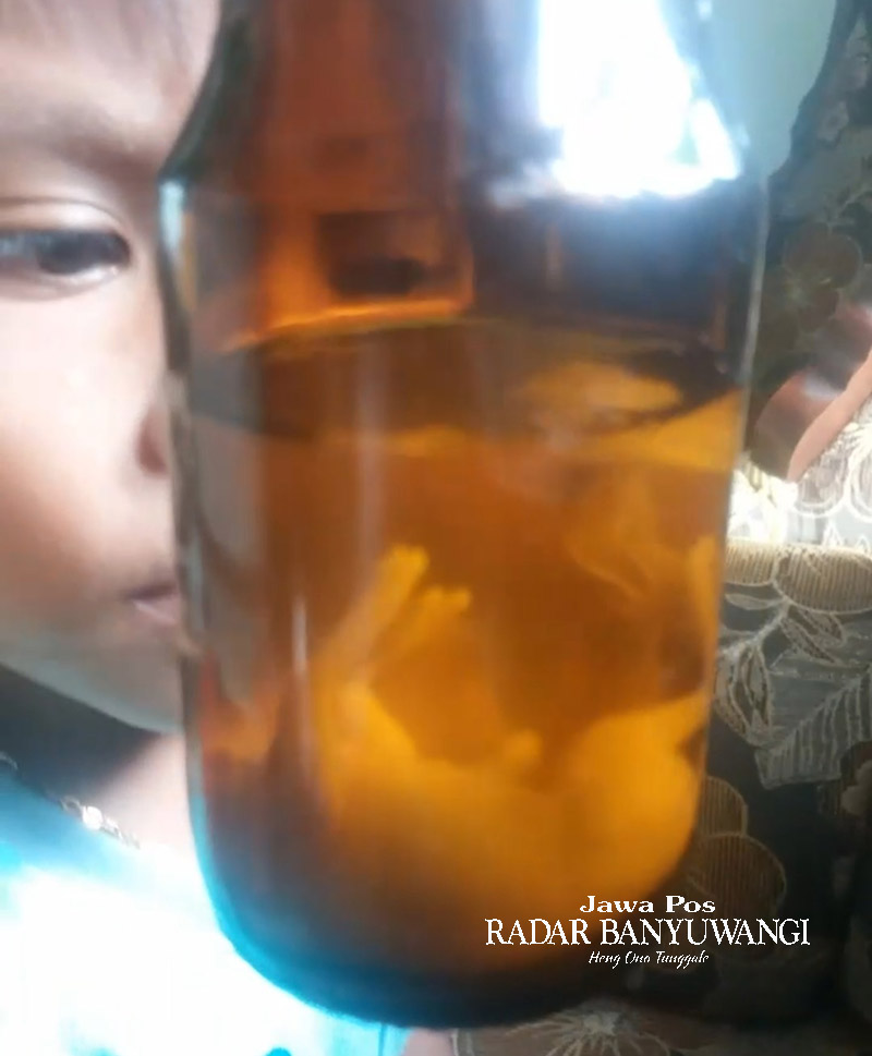 Jamu rendaman janin kijang yang dimiliki Sarnom, 46, warga Dusun Sumberdadi, Desa Kandangan, Kecamatan Pesanggaran, Banyuwangi.