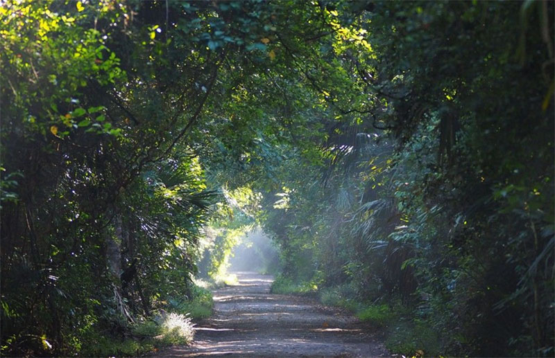 Lorong hijau di hutan evergreen Taman Nasional Baluran, Banyuputih, Situbondo.
