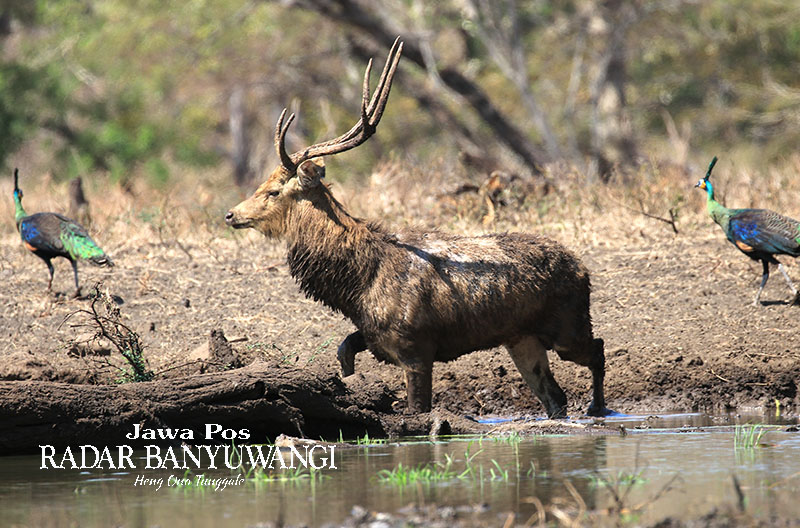 Satwa liar seperti kijang dan burung merak ini bisa dijumpai di Taman Nasional Baluran, Banyuputih, Situbondo, Jawa Timur.