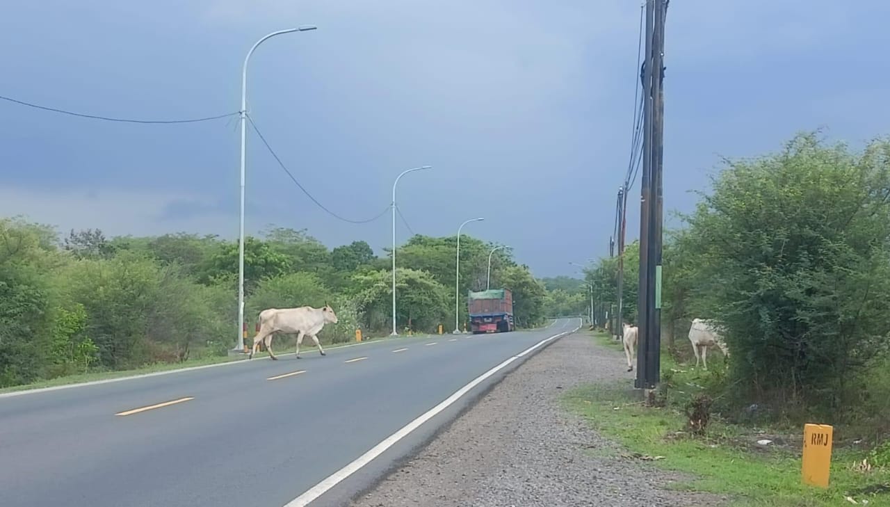 Sujumlah sapi melintas di Jalan Raya Hutan Baluran, Kecamatan Banyuputih, pekan lalu, (5/2).