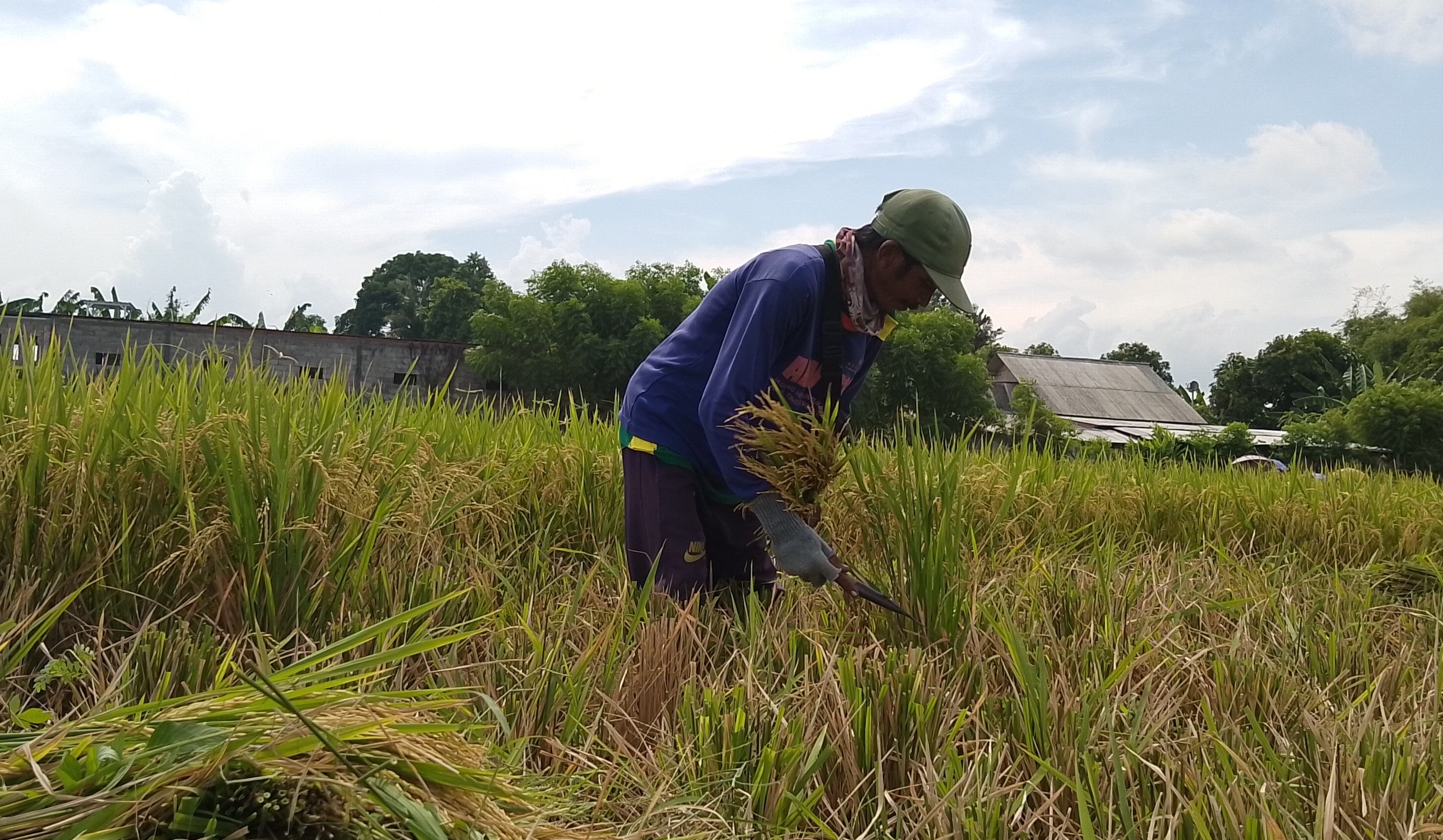 Sejumlah warga di Desa Olean, Kecamatan Kota bersama-sama mengarit padi yang sudah siap panen, Minggu (11/2).