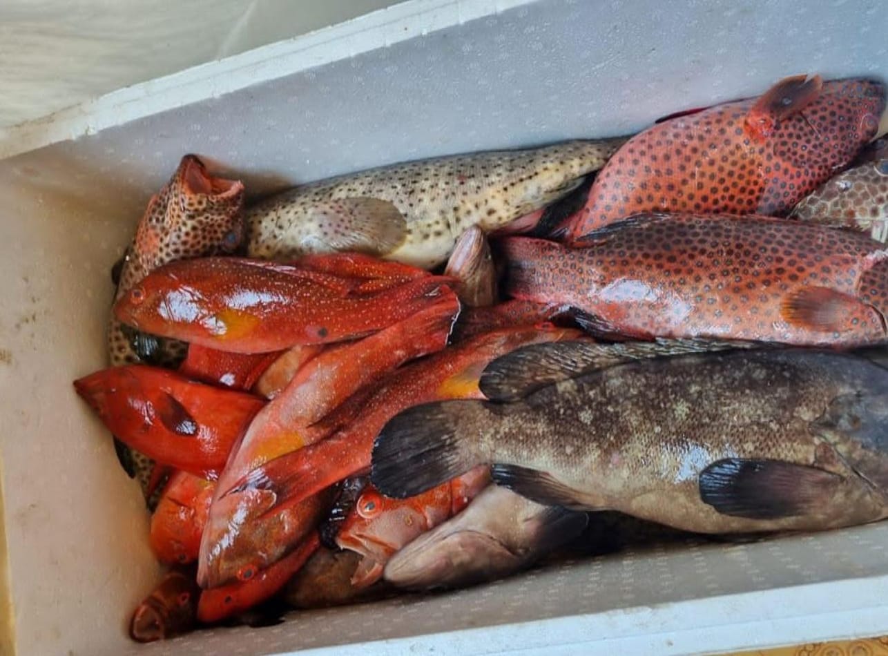 Ikan kerapu yang kaya akan manfaat.