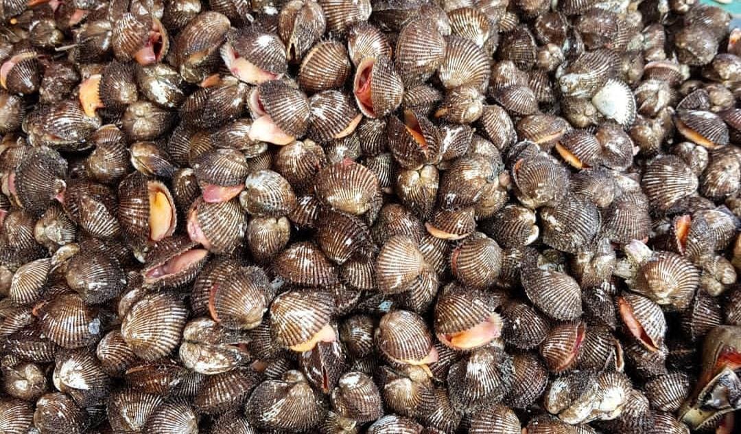Kerang bulu hasil tangkapan para nelayan di pesisir Desa Kumbangsari, Kecamatan Jangkar, Situbondo.