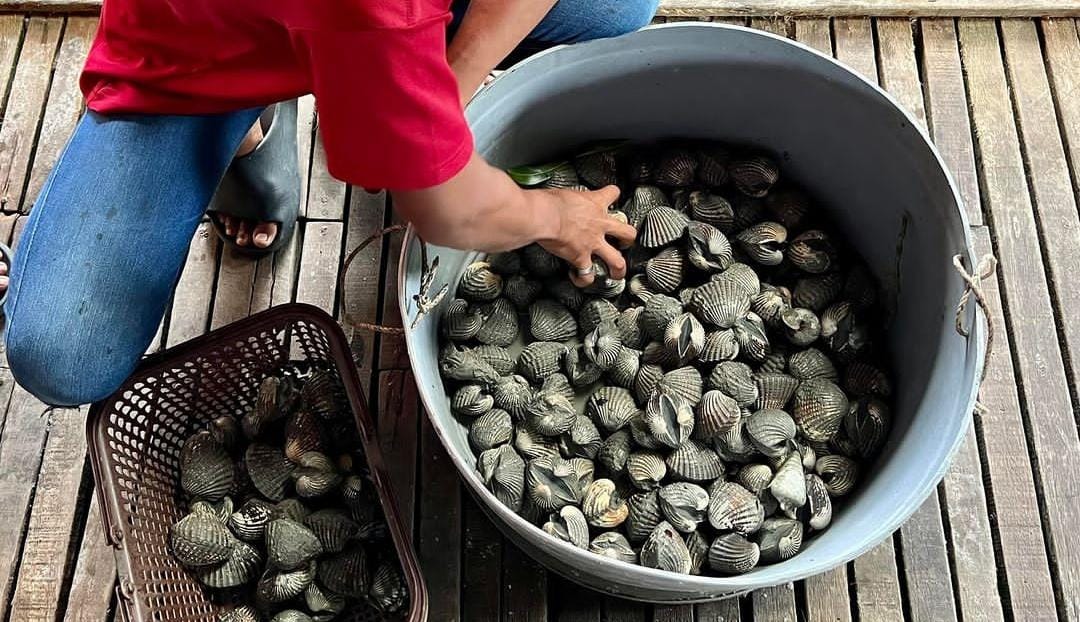 Kerang bulu yang kaya akan manfaat yang siap untuk dijual.