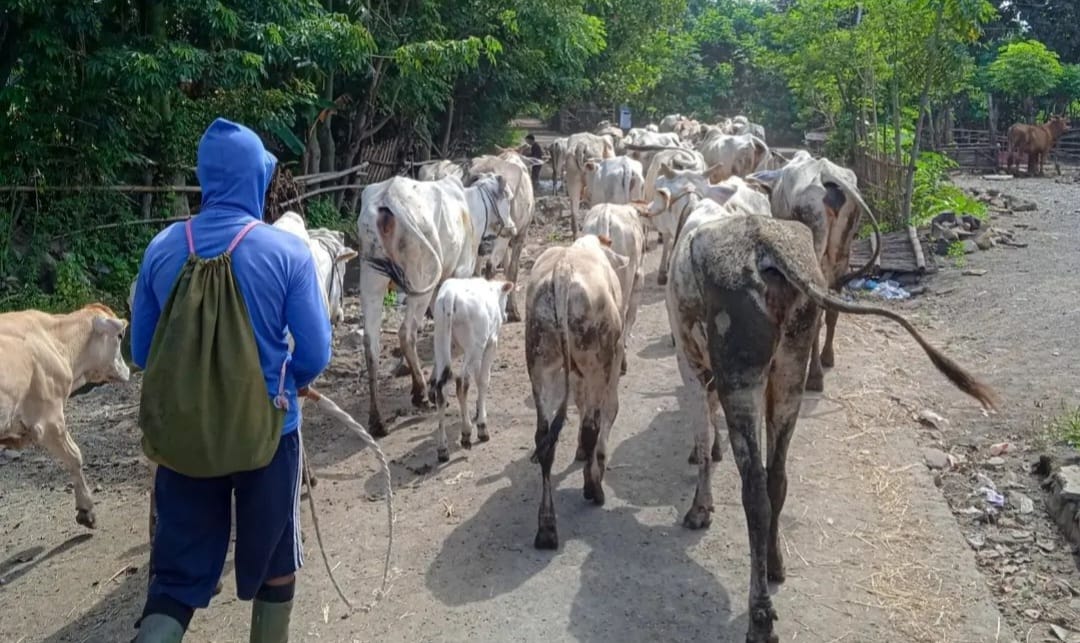 Jalan menuju Pantai Bilik Baluran, Situbondo, juga dilalui kawanan sapi.