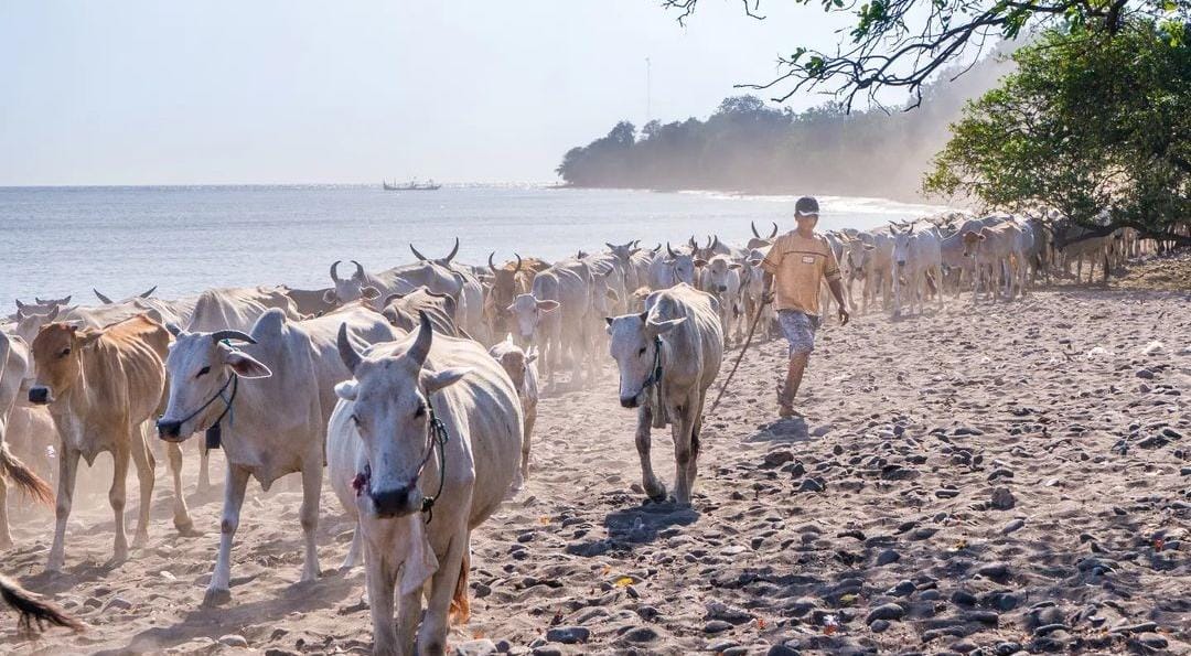 Warga Labuan Merak, Baluran, Situbondo, saat menggiring sapi-sapinya di pinggir pantai. (ig @yudi_ik)