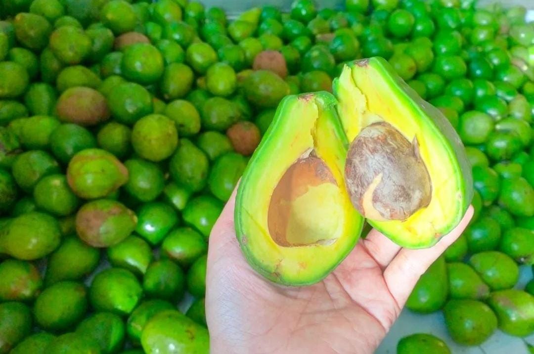 Buah alpukat yang kaya akan manfaat yang baik untuk tubuh.