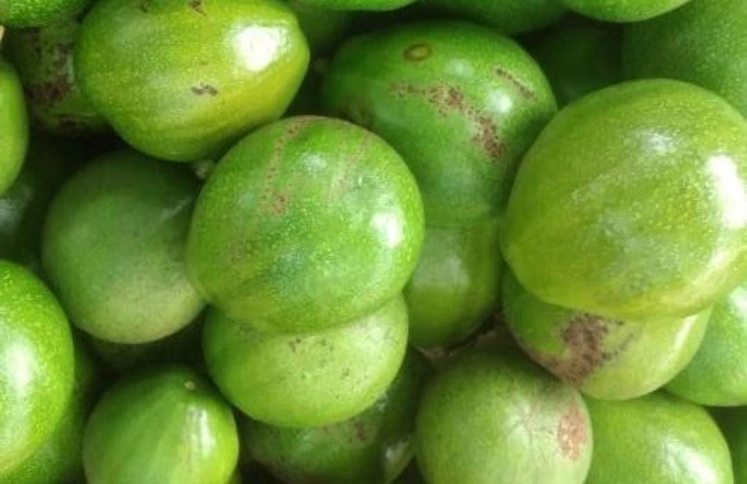 Buah alpukat mempunyai banyak manfaat yang baik untuk kesehatan.