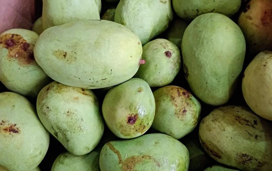Buah mangga yang kaya akan manfaat bagi kesehatan tubuh.