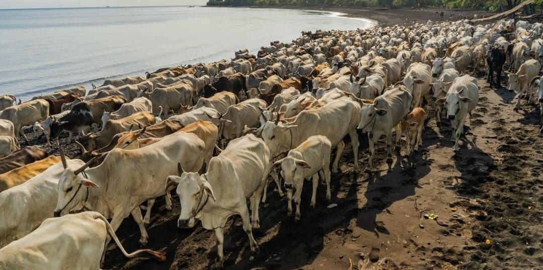 Puluhan sapi warga Dusun Merak, Sumberwaru, Banyuputih, Situbondo, yang dilepasliarkan di kawasan Taman Nasional Baluran.