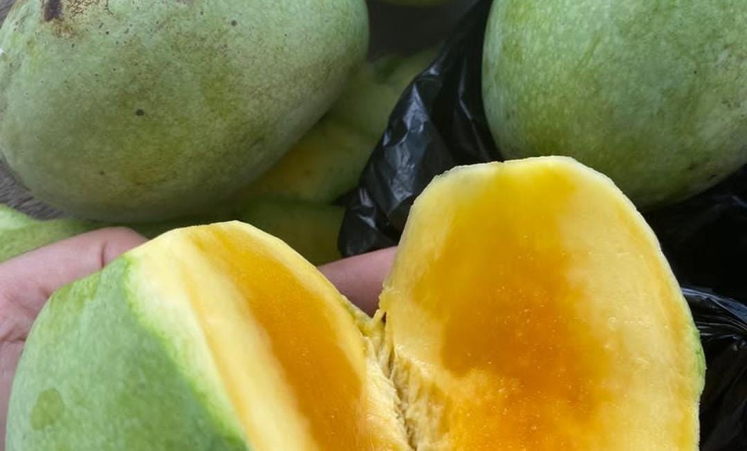 Foto: Buah mangga merupakan salah satu komoditi terbesar di Situbondo.