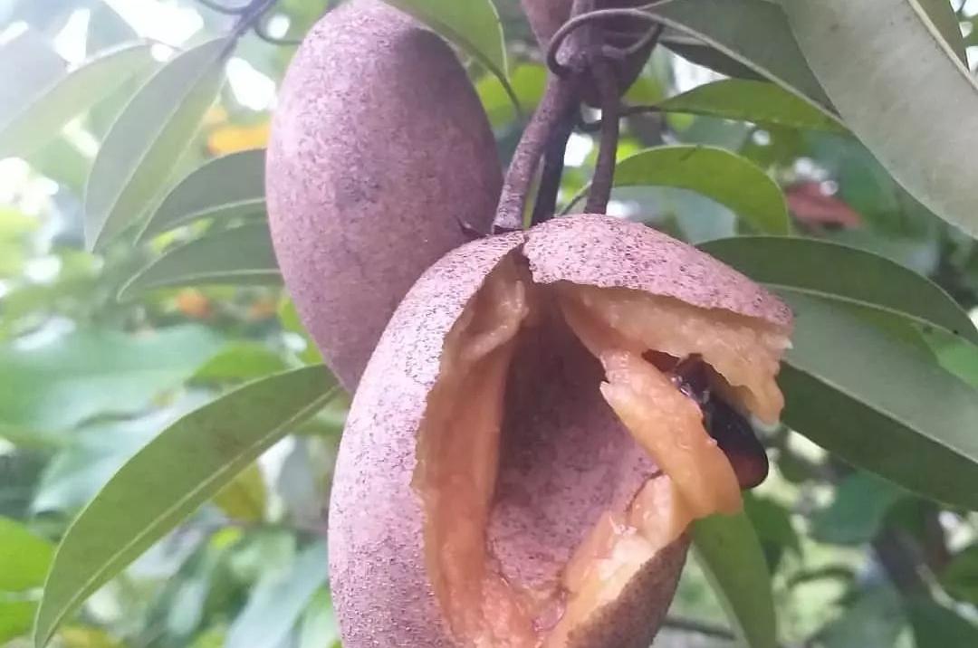 Buah sawo yang sudah matang dan siap dikonsumsi.