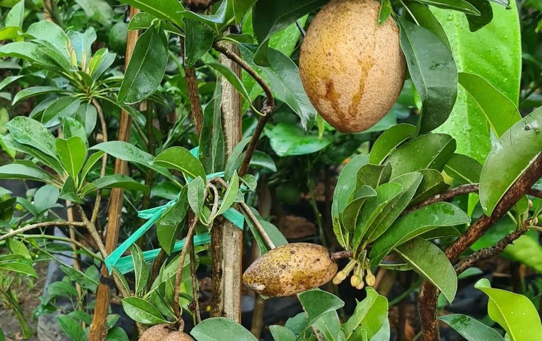 Pohon sawo yang sudah mulai berbuah.