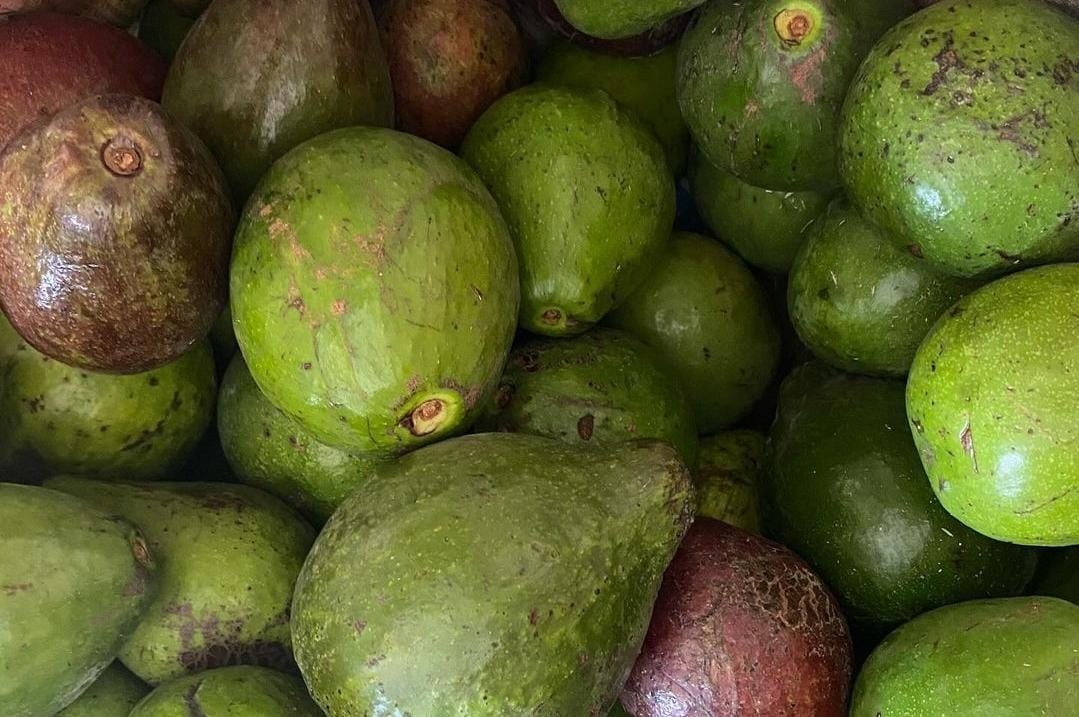 Buah alpukat sangat disarankan dikonsumi ibu hamil.