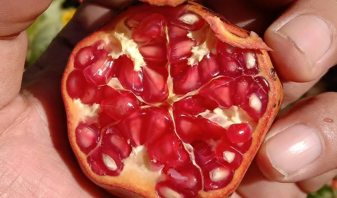 Buah delima yang kaya akan khasiat bagi kesehatan