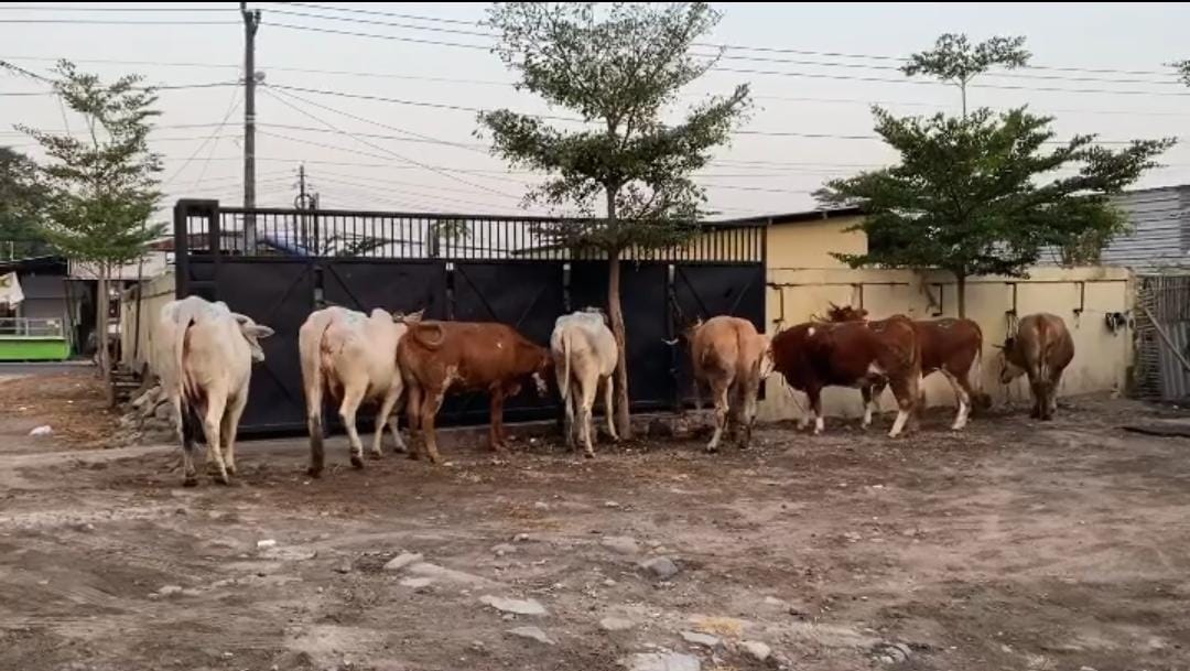 Sapi potong merupakan jenis sapi yang paling banyak dipelihara masyarakat Situbondo.